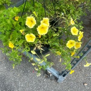 Meet your Posher, Maddie